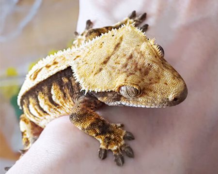 社員紹介:デジタルマーケティングチーム Yeongsu crestedgecko